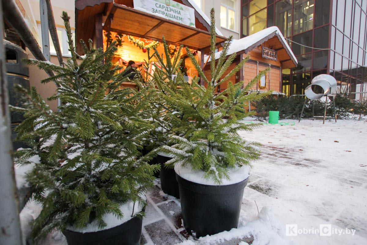 В Кобрине начали продавать живые ёлки