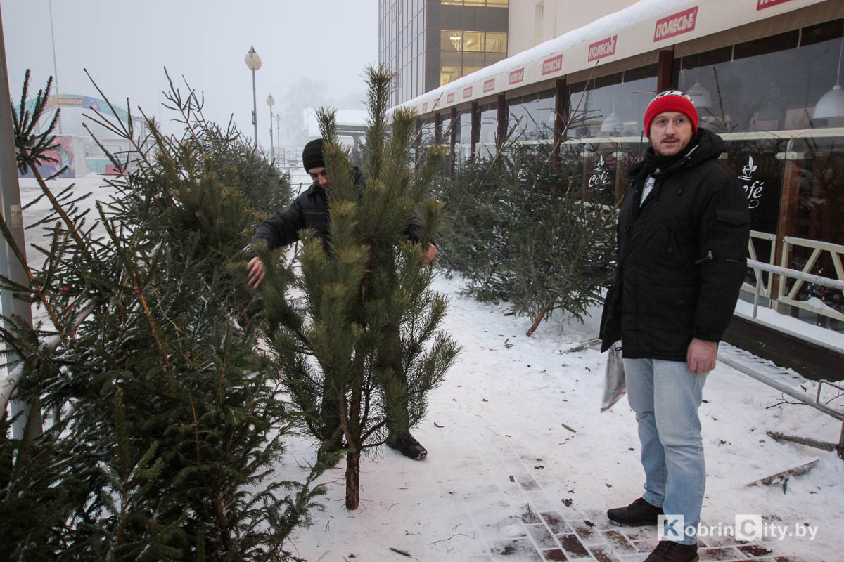 В Кобрине начали продавать живые ёлки