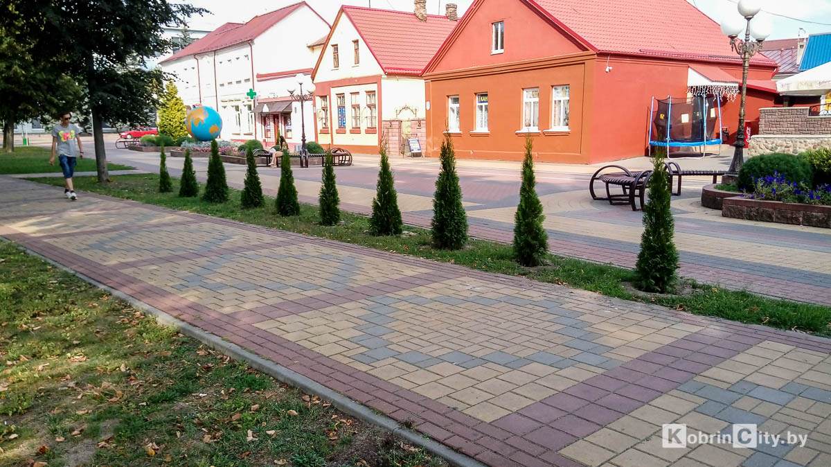 В центре Кобрина высадили туи