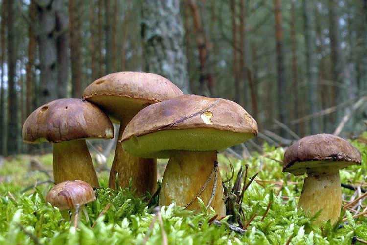 В двух лесничествах Кобринского района замечены загрязненные радионуклидами польские грибы