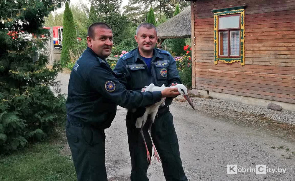Кобрин: аиста с поврежденным крылом приютили на агроусадьбе «Мазичи»