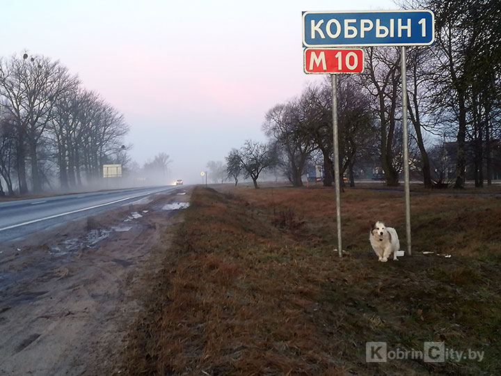 Под Кобрином собака уже несколько дней ждет хозяина на обочине около знака