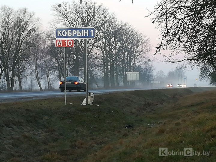 kobrinckihatiko 006