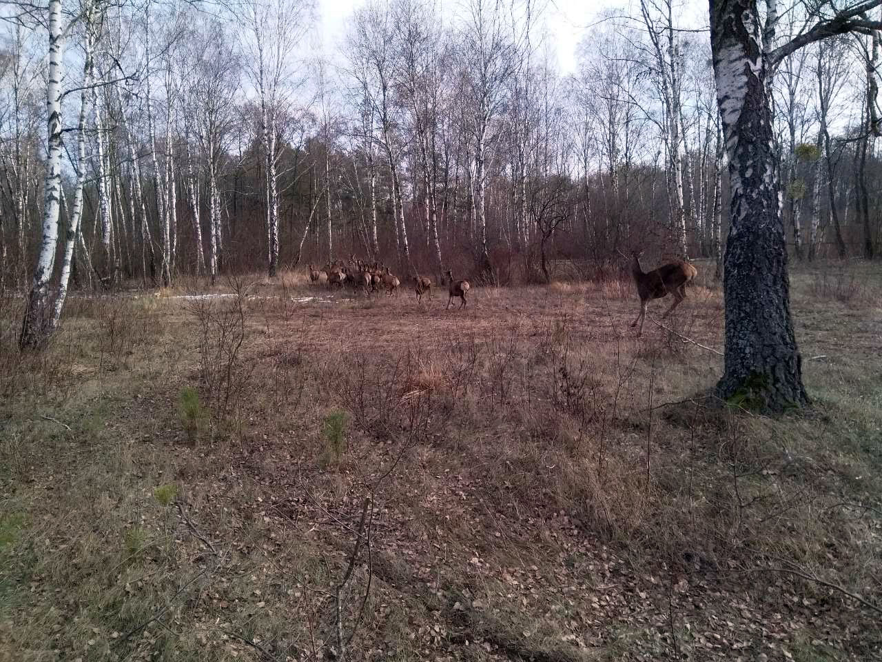 Посмотрите, какие красавцы! 37 благородных оленей были выпущены в вольеры в Кобринском районе. ФОТО