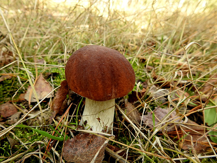 borovik