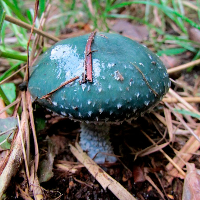 strofaria