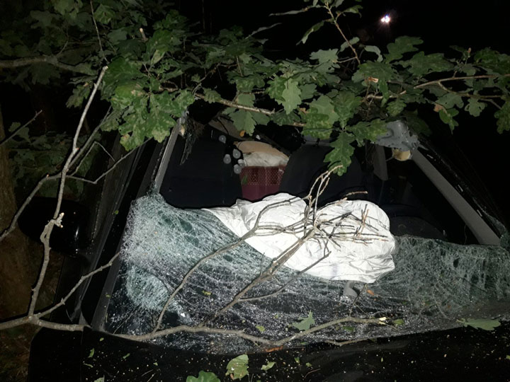 В Кобринском районе три автомобиля поочередно столкнулись с лосем