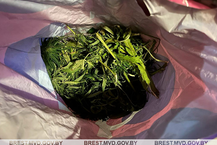 Кобринчанин нашел дикорастущую марихуану и забрал домой — заведено уголовное дело