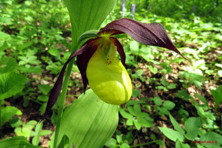 orchideya