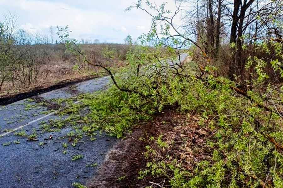 Циклон «Рапунцель» накрыл Брестчину: поваленные деревья, сорванный баннер и сбои в электроснабжении